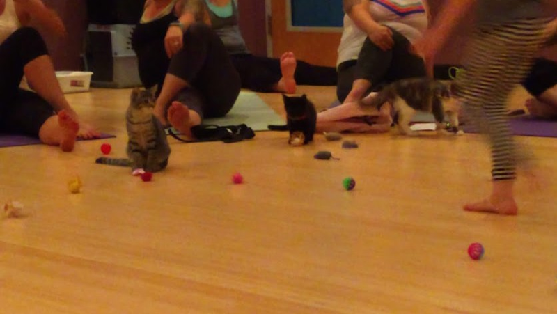 More kittens + actual yoga (kinda)